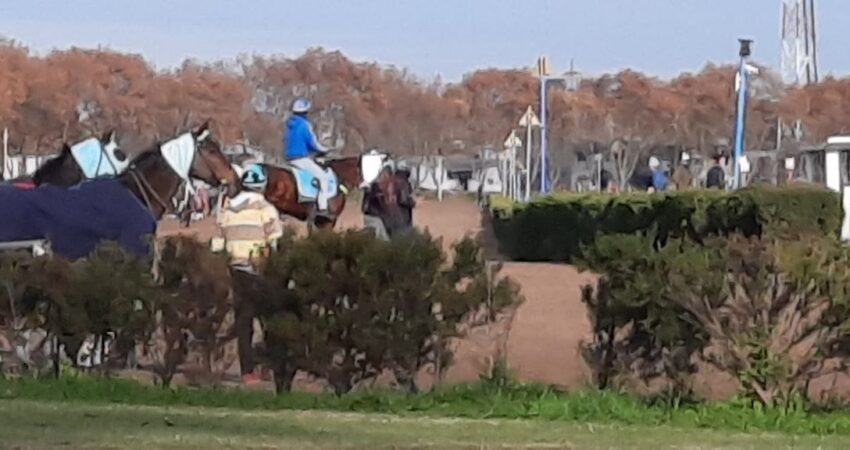 ¿Deberías ahorrar en el mantenimiento de tu caballo?